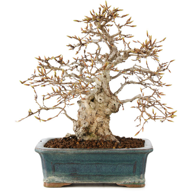 Carpinus coreana, 28 cm, ± 50 anni