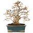 Carpinus coreana, 28 cm, ± 50 years old