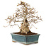 Carpinus coreana, 28 cm, ± 50 Jahre alt