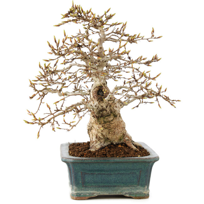 Carpinus coreana, 28 cm, ± 50 Jahre alt