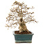 Carpinus coreana, 28 cm, ± 50 Jahre alt