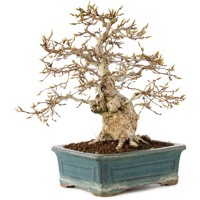 Carpinus coreana, 28 cm, ± 50 Jahre alt