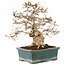 Carpinus coreana, 28 cm, ± 50 anni