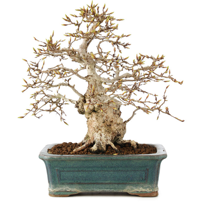 Carpinus coreana, 28 cm, ± 50 Jahre alt