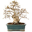 Carpinus coreana, 28 cm, ± 50 years old