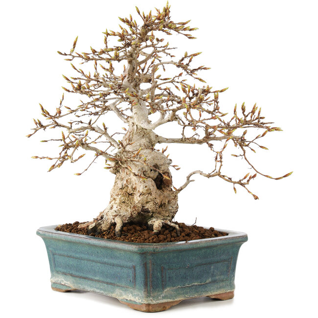 Carpinus coreana, 28 cm, ± 50 Jahre alt