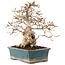 Carpinus coreana, 28 cm, ± 50 years old