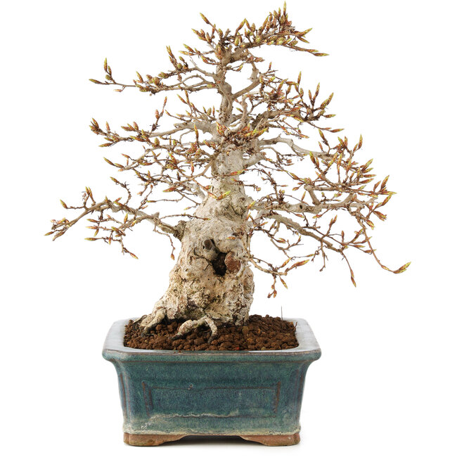 Carpinus coreana, 28 cm, ± 50 anni