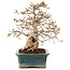 Carpinus coreana, 28 cm, ± 50 ans