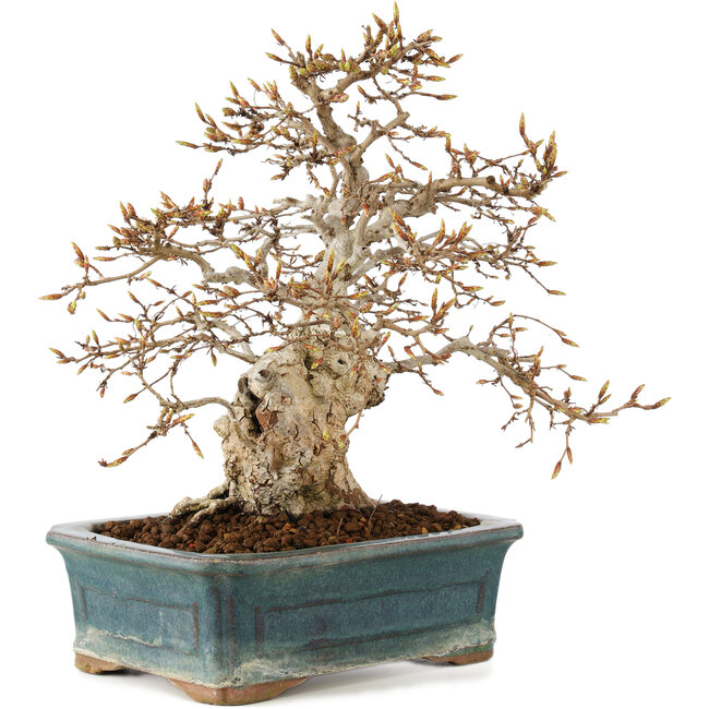 Carpinus coreana, 28 cm, ± 50 Jahre alt