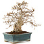 Carpinus coreana, 28 cm, ± 50 anni