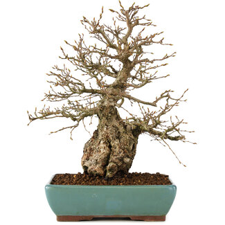 Carpinus coreana, 35 cm, ± 60 Jahre alt