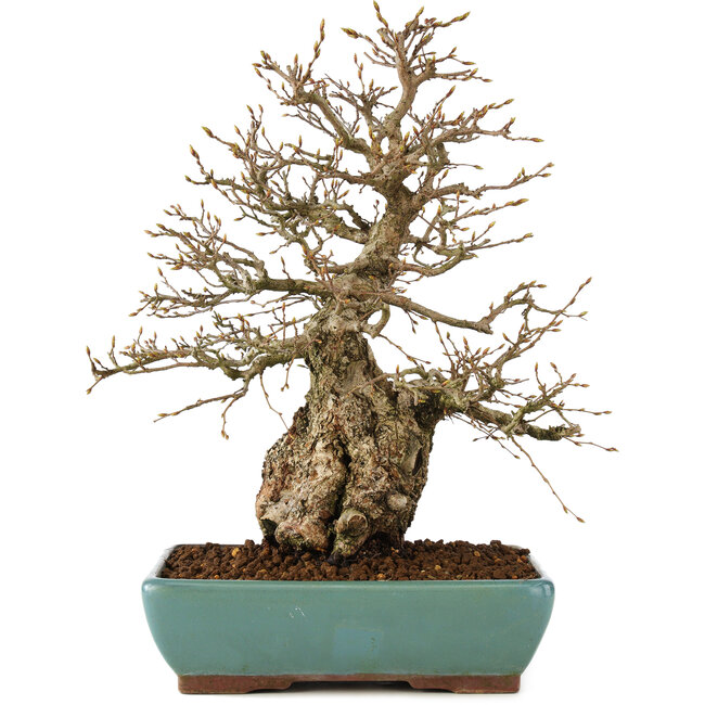 Carpinus coreana, 35 cm, ± 60 anni