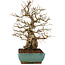 Carpinus coreana, 35 cm, ± 60 anni