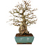 Carpinus coreana, 35 cm, ± 60 anni