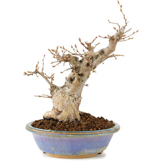 Carpinus coreana, 22 cm, ± 20 anni