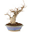 Carpinus coreana, 22 cm, ± 20 anni