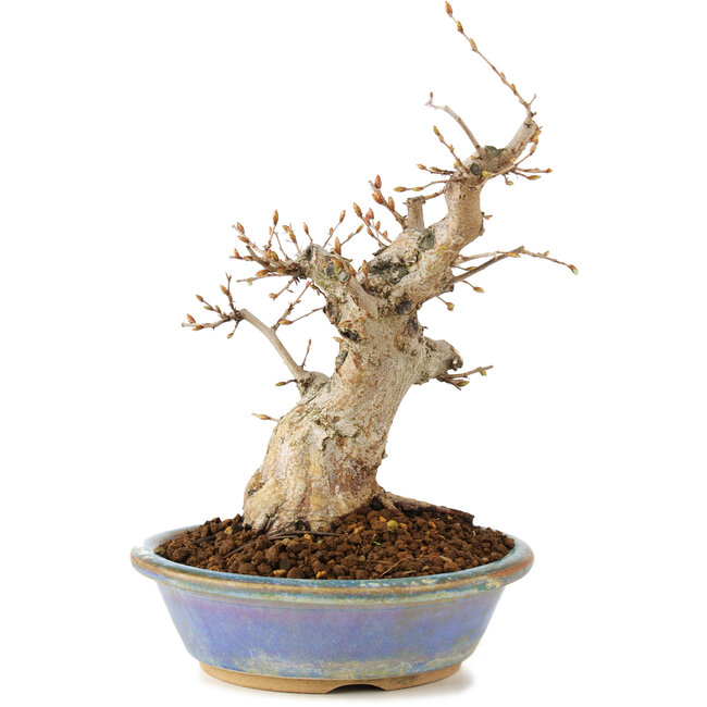Carpinus coreana, 22 cm, ± 20 ans
