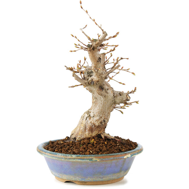 Carpinus coreana, 22 cm, ± 20 ans