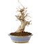 Carpinus coreana, 22 cm, ± 20 anni