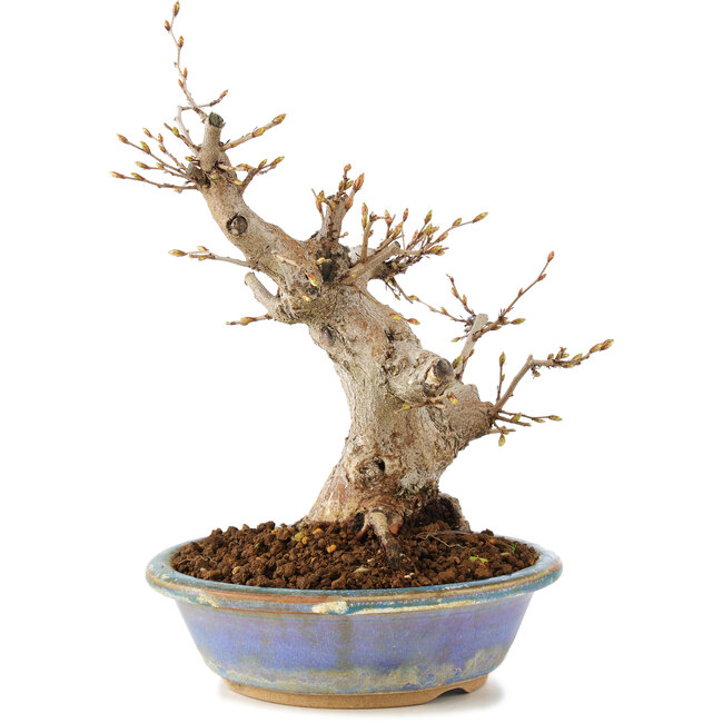 Carpinus coreana, 22 cm, ± 20 years old