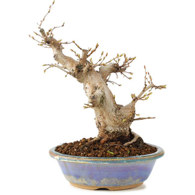 Carpinus coreana, 22 cm, ± 20 years old