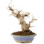 Carpinus coreana, 22 cm, ± 20 years old