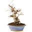 Carpinus coreana, 22 cm, ± 20 anni