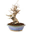 Carpinus coreana, 22 cm, ± 20 anni