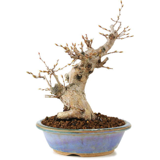Carpinus coreana, 22 cm, ± 20 years old