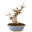 Carpinus coreana, 22 cm, ± 20 anni