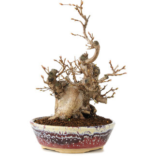 Carpinus coreana, 21 cm, ± 20 anni