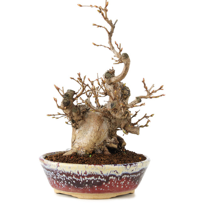 Carpinus coreana, 21 cm, ± 20 anni