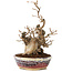 Carpinus coreana, 21 cm, ± 20 Jahre alt