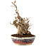 Carpinus coreana, 21 cm, ± 20 Jahre alt