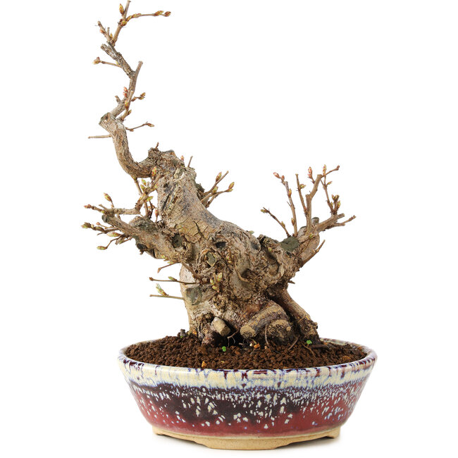Carpinus coreana, 21 cm, ± 20 ans