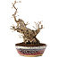 Carpinus coreana, 21 cm, ± 20 Jahre alt