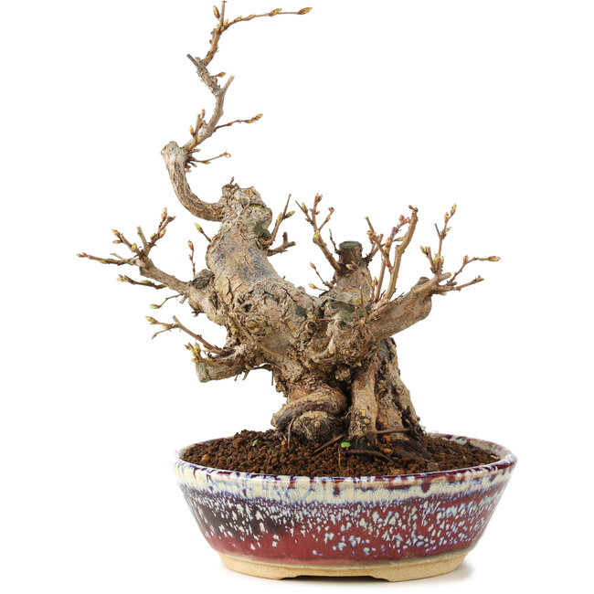 Carpinus coreana, 21 cm, ± 20 Jahre alt