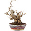 Carpinus coreana, 21 cm, ± 20 Jahre alt