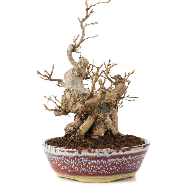 Carpinus coreana, 21 cm, ± 20 years old