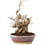 Carpinus coreana, 21 cm, ± 20 anni