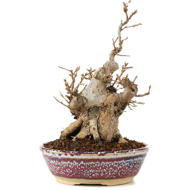 Carpinus coreana, 21 cm, ± 20 ans