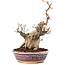 Carpinus coreana, 21 cm, ± 20 years old