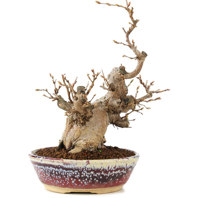 Carpinus coreana, 21 cm, ± 20 años