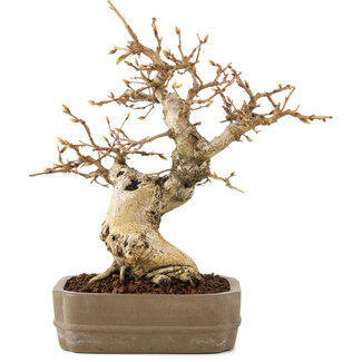 Carpinus coreana, 22 cm, ± 20 Jahre alt