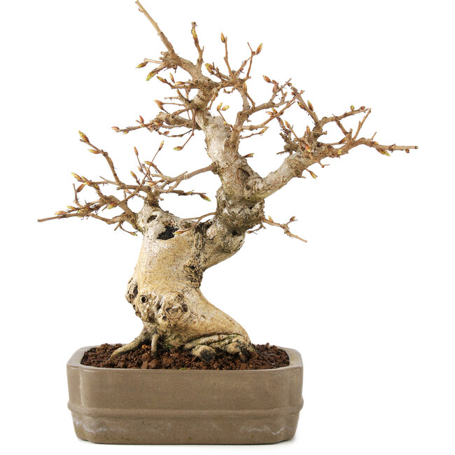 Carpinus coreana, 22 cm, ± 20 years old