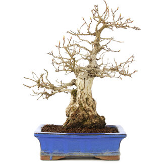 Carpinus coreana, 25 cm, ± 40 Jahre alt