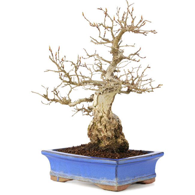 Carpinus coreana, 25 cm, ± 40 años