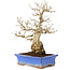 Carpinus coreana, 25 cm, ± 40 jaar oud