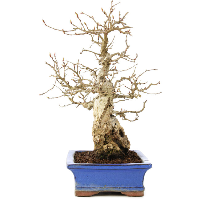 Carpinus coreana, 25 cm, ± 40 Jahre alt